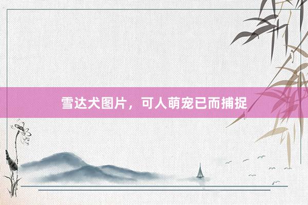 雪达犬图片，可人萌宠已而捕捉